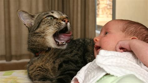 Funny And Cute Cats Kissing Babies Compilation Youtube