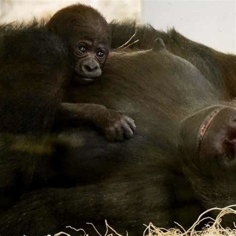 Gorillas Giving Birth