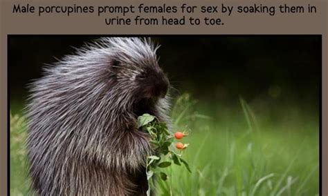 20 Animal Sex Facts You Probably Didnt Need To Know Gallery Ebaum