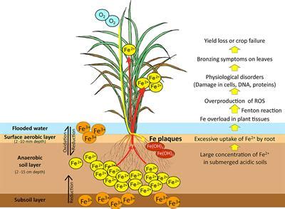 They are dropped to the bottom of a pond, either potted in heavy soil like all other pond plants, or simply tied to a rock large enough to hold the plant at the bottom. Frontiers | How Does Rice Defend Against Excess Iron ...