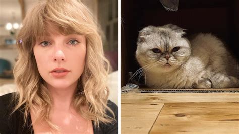 Taylor Swifts Cat Olivia Benson Is Among Worlds Richest Pets With Net