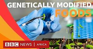 What is genetically modified food? - BBC What's New