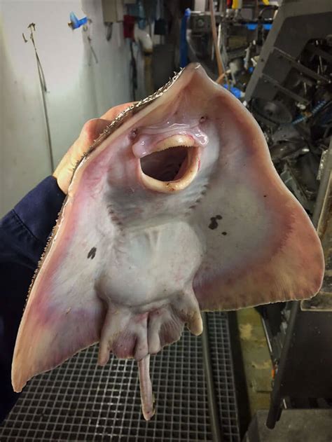 They are now about 1000 left in the wild and since its discovery in the year 1983, the population decreased by about 70%. Russian Fisherman Roman Fedorstov Post Terrifying Deep Sea ...