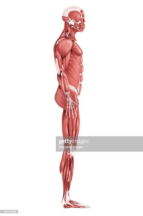 Medical Illustration Of Male Muscular System Side View High Res Vector