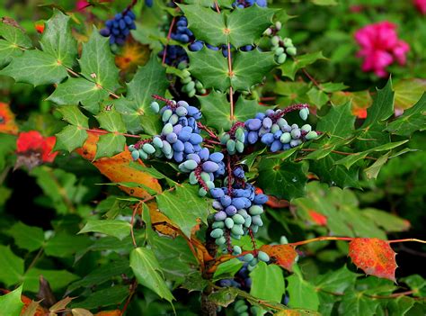 Oregon Grape Mahonia This Shrub With The Leathery Holly L Flickr