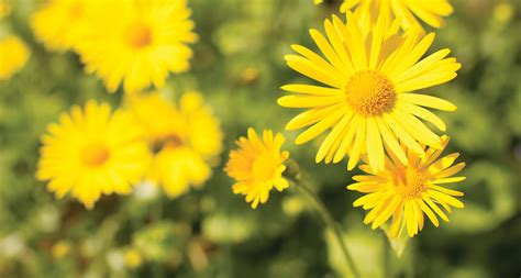 33 Types Of Yellow Flowers Proflowers Blog