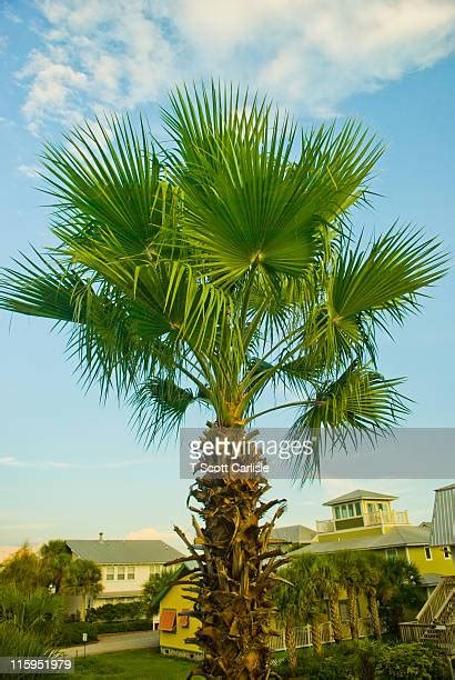 Palmetto Tree Beach Photos And Premium High Res Pictures Getty Images