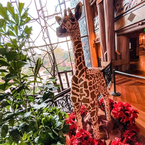New Gingerbread Baby Giraffe On Display At Disneys Animal Kingdom