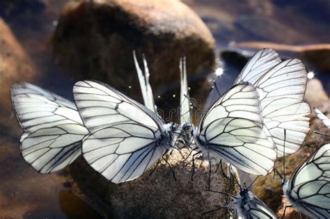 Beautiful Butterfly On The Rocks Near The Water Nature