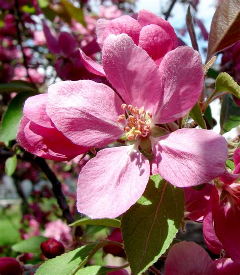 2016 Crab Apple Tree And Blossoms Toronto Canada Don Tai Canada Blog