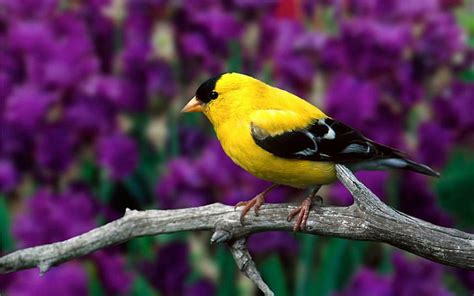 Hd Wallpaper Cute Little Yellow Bird Cute Bird Branches Background