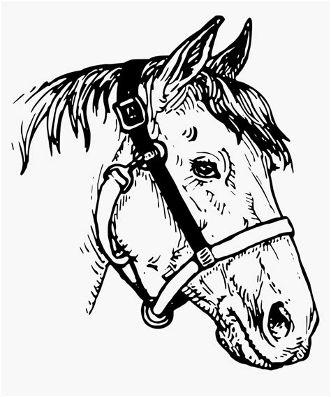 Horse Head Line Drawing Horses Head Hd Png Download Kindpng