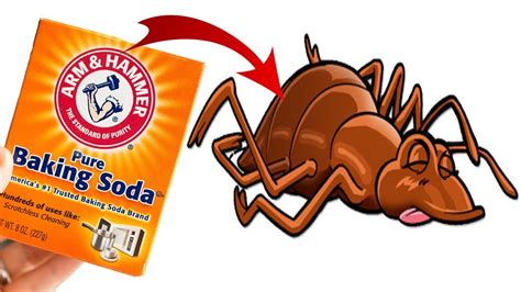 How Do You Use Baking Soda To Kill Bed Bugs Fast Youtube
