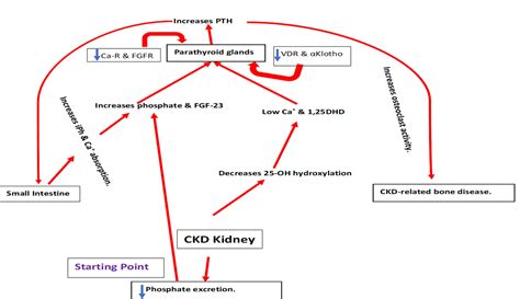 Cureus Secondary Hyperparathyroidism In Chronic Kidney Disease