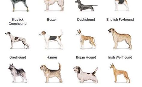 Akc Breeds By Group Hound Dogs 2 Of 7 Animals Pinterest Akc