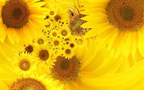 Yellow Sunflowers Wallpapers Hd Wallpapers Id 9757