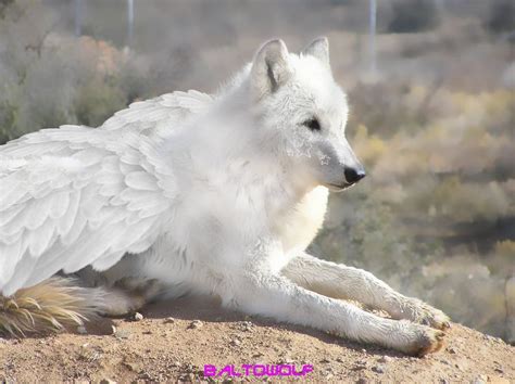 Female White Wolf With Wings