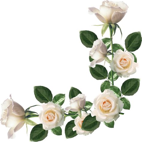 White Roses With Green Leaves Are Arranged In The Shape Of A Letter S