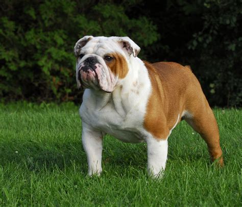 Once you know how your english bulldog pup grows from little one to an adult, you also know how to care better for them. "The English bulldog is doomed": Inbreeding has destroyed the genetic stock of the once noble ...