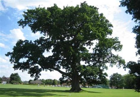 Englands Top 10 Trees Shortlisted For Tree Of The Year Trees And