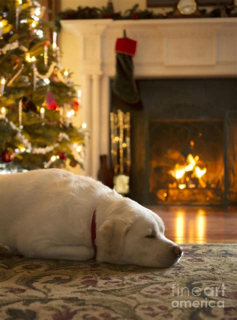Dog Sleeping By The Christmas Tree Photograph By Diane Diederich Fine