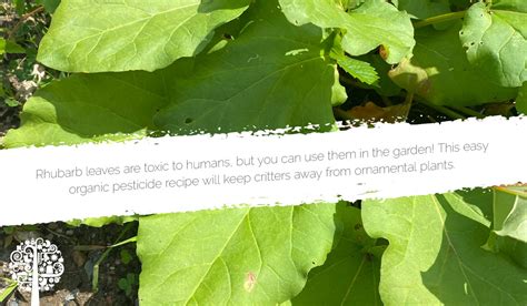 Rhubarb Leaves DIY Organic Pesticide Recipe Garden Culture Magazine