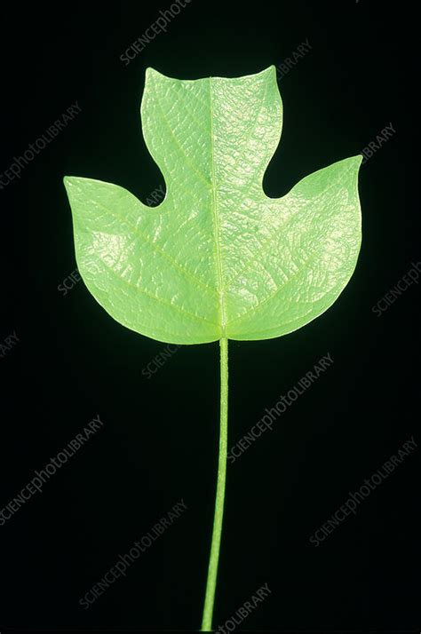 Tulip Tree Leaf Stock Image B7400493 Science Photo Library