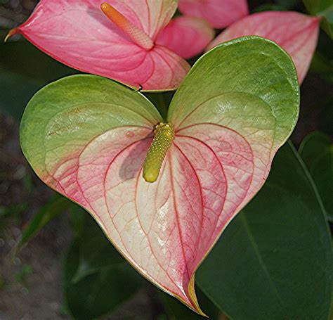 Check spelling or type a new query. Heart-shaped pink and green Anthurium | Plants | Pinterest ...