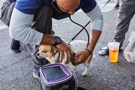 A Veterinarian On A Mission To Help The Homeless People And Their Pets