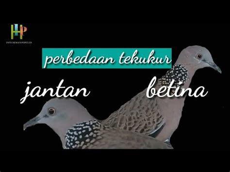 Tên email * thông báo * Ciri Tekukur Klantan - Cara Mudah Menangkap Burung Tekukur ...