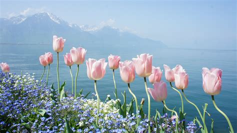 Wallpaper Tulip 4k Hd Wallpaper Spring Flowers Mountains Nature 10151