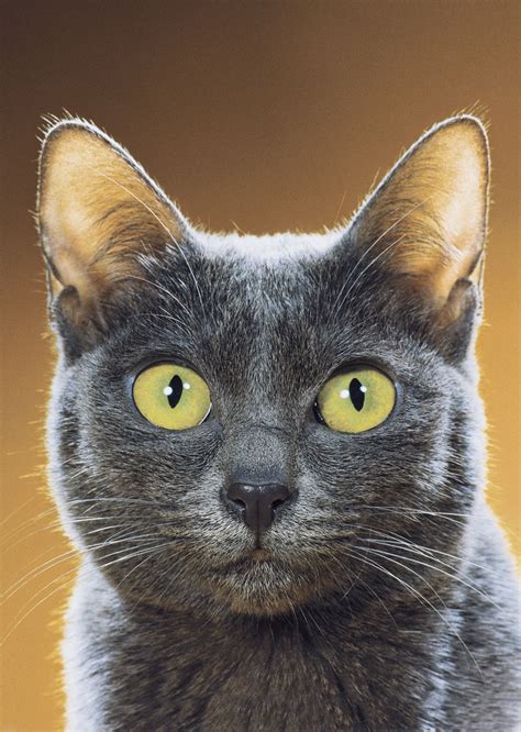 We Interview The ‘godfather Of Cat Photography Walter Chandoha