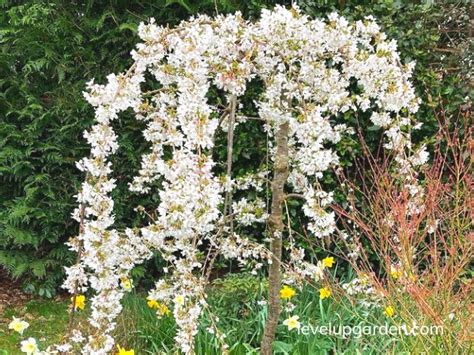 Complete Guide To Dwarf Weeping Cherry Trees Varieties Care And Benefits