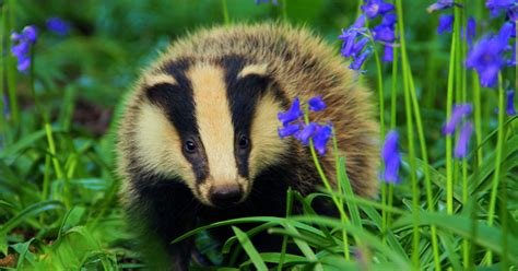 Ifaw Statement Regarding The 2019 Badger Cull Figures