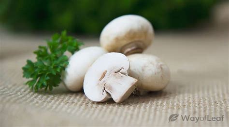 Agaricus Bisporus An Ordinary Mushroom With Extraordinary Benefits