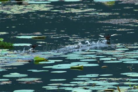 Birds Playing On Water Stock Image Image Of Competition 43777497