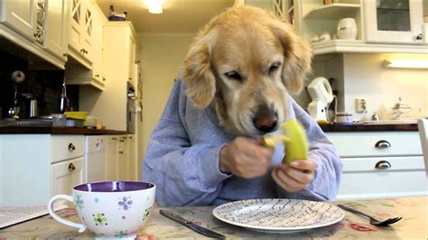 One of them did not see too well but after a while after eating carrots, his vision improved noticeably. Golden retriever dog eating and reading with hands, funny ...
