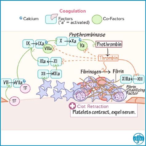 3 Key Components Of The Coagulation Cascade Calcium Ions Which Are
