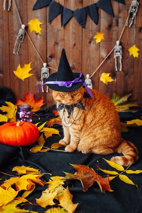 Angry Orange Cat Wearing Witch Hat Sitting Halloween Background Stock