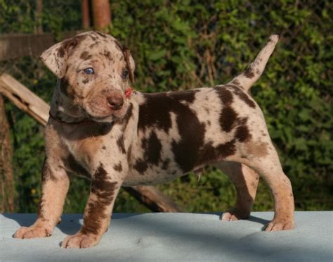 Help keep this page updated: Catahoula Cur vs Beauceron - Breed Comparison | MyDogBreeds