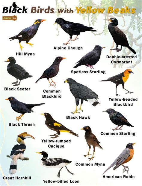 Black Birds With Yellow Beaks Facts List Pictures