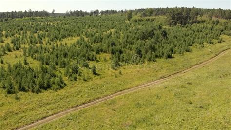 Ground Road Located Between Green Pine Trees And Meadow Stock Image