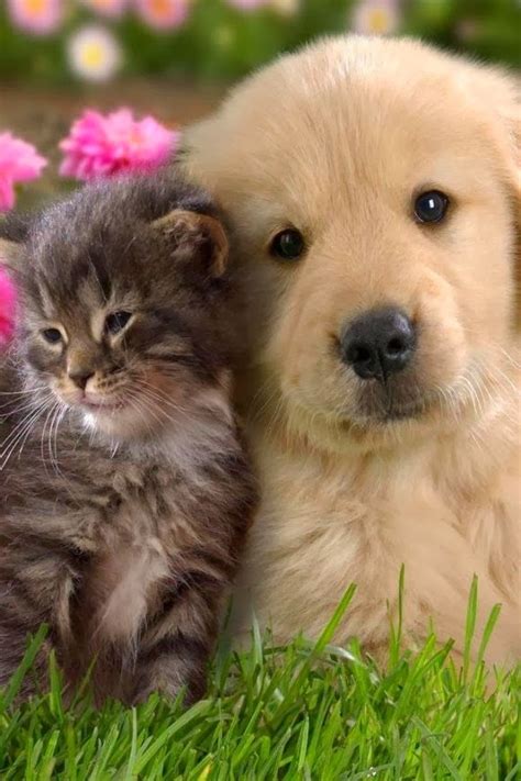 Cute Puppy And Dog Adorable Cat And Dog