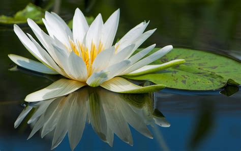 Looking for the best wallpapers? 45 Pretty Flowers in the World with the Names and Pictures ...