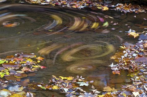 Swirling Leaves Photograph By Ward Mcginnis Fine Art America