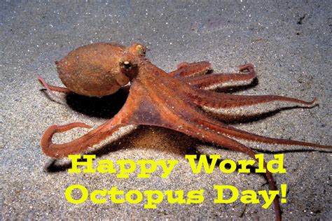 Happy World Octopus Day By Uranimated18 On Deviantart