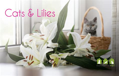 Check spelling or type a new query. Cats and lilies - how lilies can be dangerous to cats