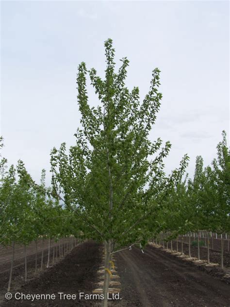 Poplar Assiniboine Cheyenne Tree Farm Trees Shrubs Perennials