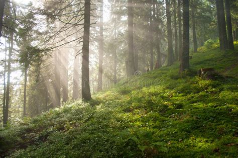 Sun Rays Among Pine Trees In The Forest Stock Image Image Of Branch