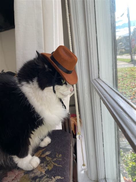 Psbattle Cat Wearing Cowboy Hat Looking Out The Window Photoshopbattles